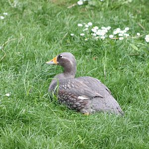 Magellanic steamer duck