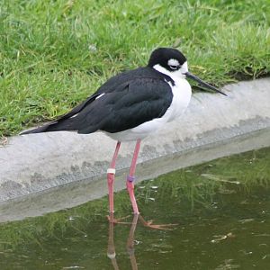 Sleepy Black-necked stilt