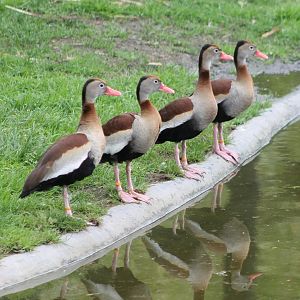 Black-bellied whistling ducks
