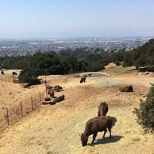 Bison exhibit with view