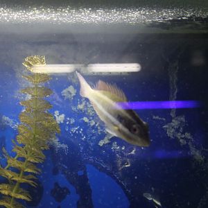 West Atlantic Fish ID?