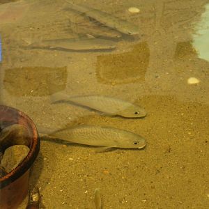 West Atlantic Fish ID?