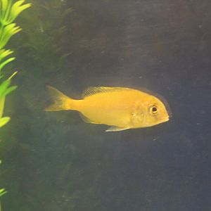 Stenotomus chrysops??