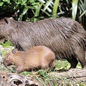 Capybara and baby