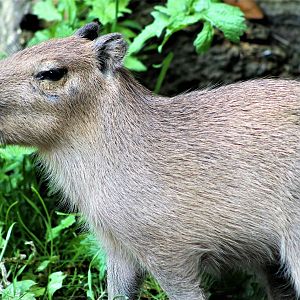 baby Capybara