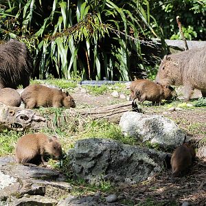 Capybara families