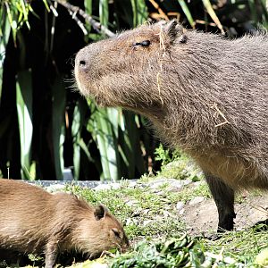 Capybara and babies