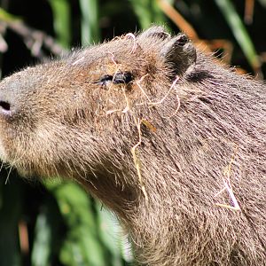 Capybara