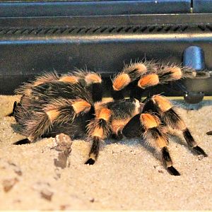 Mexican Red-kneed Tarantula (Brachypelma smithi)