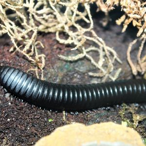 African Giant Millipede (Archispirostreptus gigas)