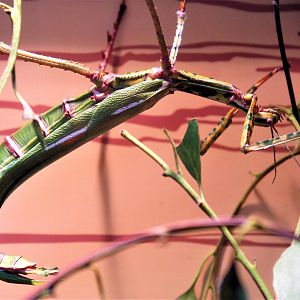 Goliath Stick Insect (Eurycnema goliath)