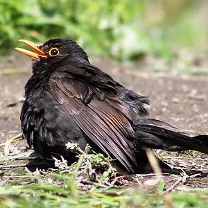 European Blackbird (Turdus merula), sunbathing