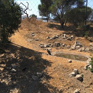 Californian condor exhibit