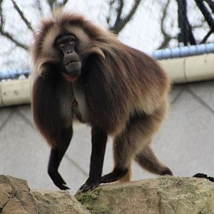 Gelada Male