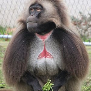 Gelada Male