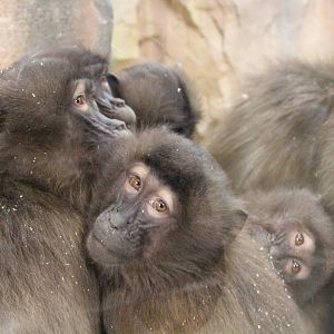 Gelada family