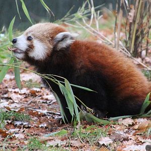 Young Red Panda