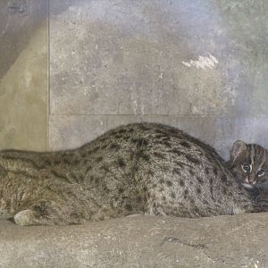 Fishing Cat with Kitten