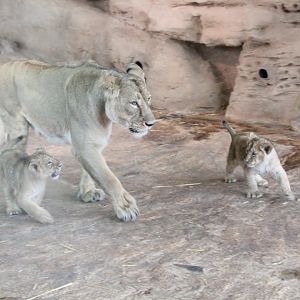 Asiatic Lion Cubs