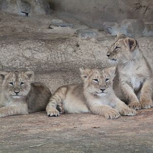 Asiatic Lion Cubs