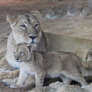 Asiatic Lion Cubs
