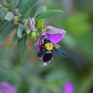 Bumblee Identification - (Tioute, Morocco)