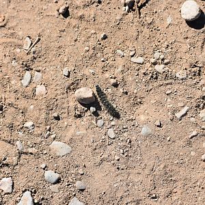 Caterpillar Identification - (Tioute, Morocco)