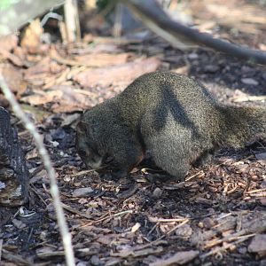 Pallas's Red-Bellied Squirrel