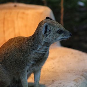 Yellow Mongoose