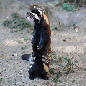 Marbled Polecat