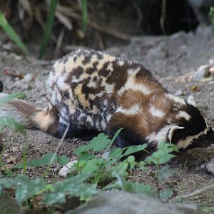 Marbled Polecat