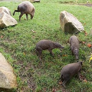 Playful Piglets @ Chester Zoo - YouTube