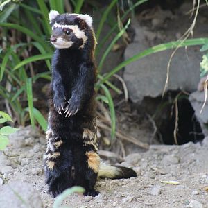 Marbled Polecat