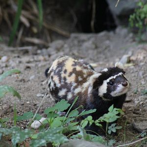 Marbled Polecat