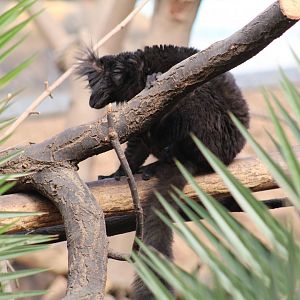 Common Black Lemur