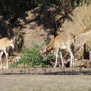 Blesbok Calves