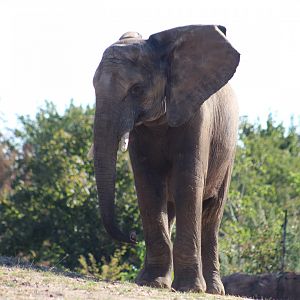 South African Bush Elephant