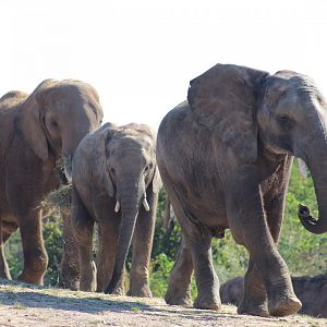 South African Bush Elephants