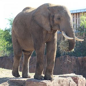 South African Bush Elephant