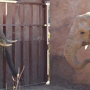 Elephants Interacting