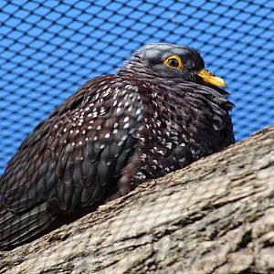 African Olive Pigeon
