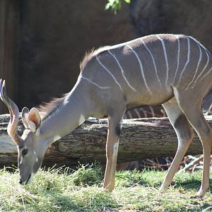 Southern Lesser Kudu