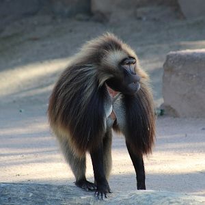 Gelada