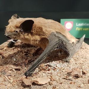 Serotine bat - Eptesicus serotinus