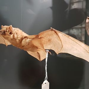 Common noctule - Nyctalus noctula