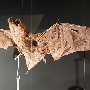 Pond bat - Myotis dasycneme