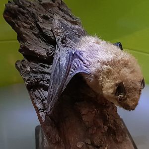 Bat ID