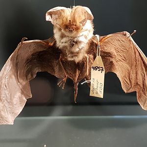 Brown long-eared bat - Plecotus auritus