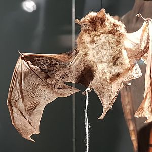 Nathusius's pipistrelle - Pipistrellus nathusii