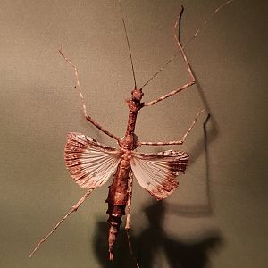 Stick insect ID